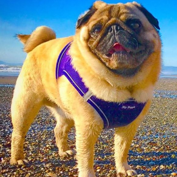 EZ Reflective Harness Vest - Purple - Picture 4 of 4